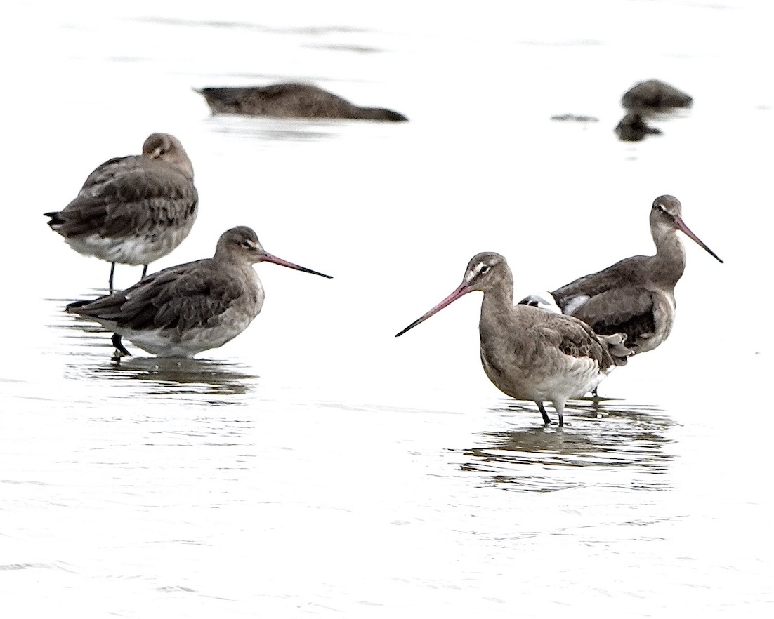 black-tailed godwit